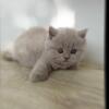 BRITISH SHORTHAIR KITTENS BOY AND GIRL 