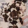 German shorthaired pointer puppies