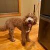 Goldendoodle STUD only medium