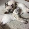 Beautiful Pointed Siamese kittens!
