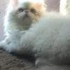 Orange Girl and White Boy CFA Registered Persian Kittens