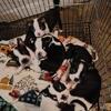 Boston terrier puppies