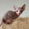 Male and female sphynx kittens