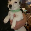 💙Harley💙 small breed male puppy 