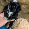 Imperial Shih Tzu Puppies 
