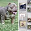 3x Grimm Stud open for stud