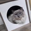 Adult Female ragdoll