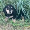 Black and cream LH miniature dachshunds - Cedar Rapids, IA