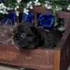 Truffles French Bulldog  ( Delivery Available)