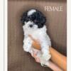 AKC Toy Poodles For Sale