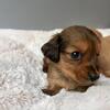 Miniature dachshund puppies