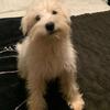 Adorable Male Mini Schnauzer Puppy