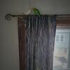 Conure pair and 2 parakeet