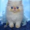 Himalayan Persian Kittens