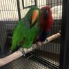 Male grand eclectus