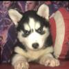 AKC REGISTERED SIBERIAN HUSKY PUPPIES FORSALE Born CATED IN NEWTON COUNTY MISSISSIPPI