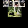 English Labrador retriever for stud