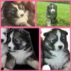 AKC Full Blooded Wooly Siberian Huskies 4 Sale