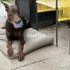 STUNNING RED/RUST DOBERMAN FEMALE