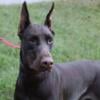 AKC European Import Doberman, Stud service