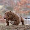 Chocolate micro bully stud of for sale