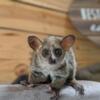 Hand raised Baby Bushbaby Galagos monkey in Texas