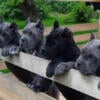 Check out the Awesome Cane Corso Puppies!