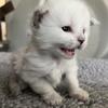 "VIPER"  BEAUTIFUL SILVER SHADED MAINE COON KITTEN