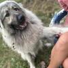 2 year old male Livestock dog