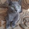 HYPOALLERGENICElite Russian Blue kitten from Europe with excellent pedigree, female. DH Xandra