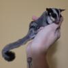 Male standard OOP 5/4/24 sugar glider