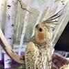 8 - 9 week old cockatiel BABIES Paynesville Mn $250