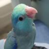 (Pending) 2 baby Parrotlets being handfed