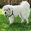 Great Pyrenees puppies