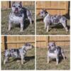 Merle Female Pocket American Bully