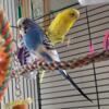 Pair of Budgies need a new home.