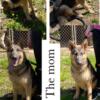 Akc registered German Shepherd puppies