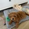 Cavapoo puppy