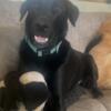 Lab mix brothers for Rehome no fee