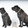 Elevate Your Home with a Presa Canario Puppy - Visit SoCalPresa.com Today!