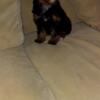 Cavapoo puppies & Shorkie Puppies   4 Puppies Available