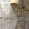 Young and healthy gouldian finches need good home