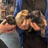 Pomeranians