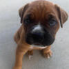 Title: Purebred Boxer Puppy – 9 Weeks Old – Fawn Male – $650