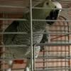 Male African grey parrot