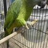 Amazon Parrots