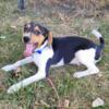 Gable Male Queen Elizabeth Pocket Beagle Puppy