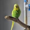English Budgie