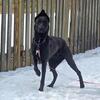 1 Year Old Male Malinois × Dane