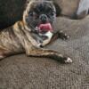 1 year old pug needs to be rehomed. Friendly with other animals and kids. Loves to cuddle and play.